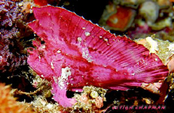 Scorpion leaf fish. Nikon D200. Bunaken. by Leigh Chapman 